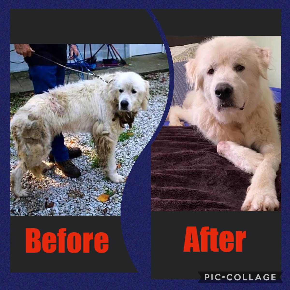 Rescue volunteers are angels on earth…Think of all the animals that get a second chance at life because of all the humans who care…Thank you Stop The Suffering for finding Floyd…Let’s retweet to help find him a family… stopthesuffering.org