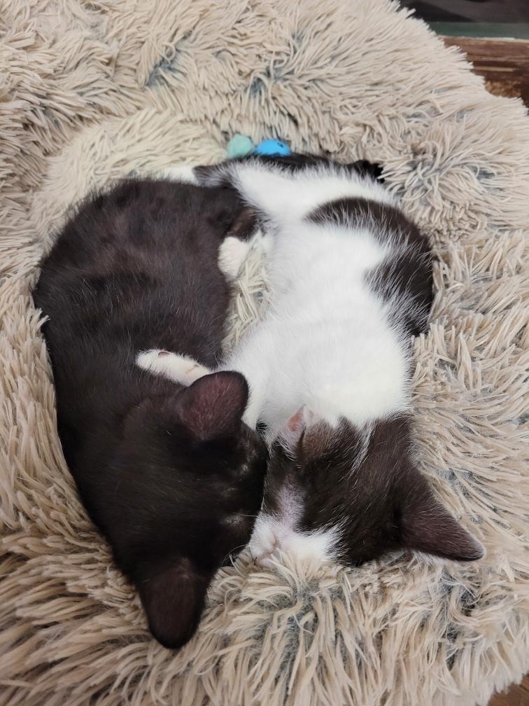 MeWowCatCafe's tweet photo. I love you. No, I love you more! #cuddlefest
#mewow
#catcafe
#doylestownkitties https://t.co/pCdpcbmWF6