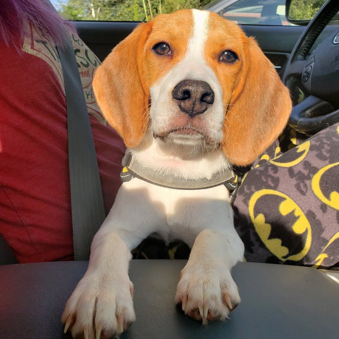 This is my dog. His name is Banjo. https://t.co/M5i1tdA7p4