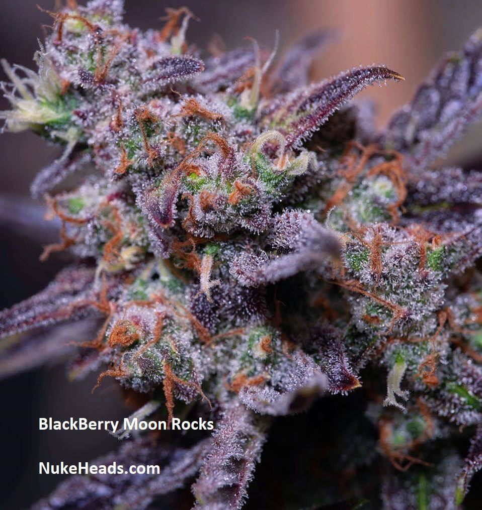 GititStyle's tweet photo. Blackberry Moon rocks get it at #Nukeheads https://t.co/oTlZhojDlL
