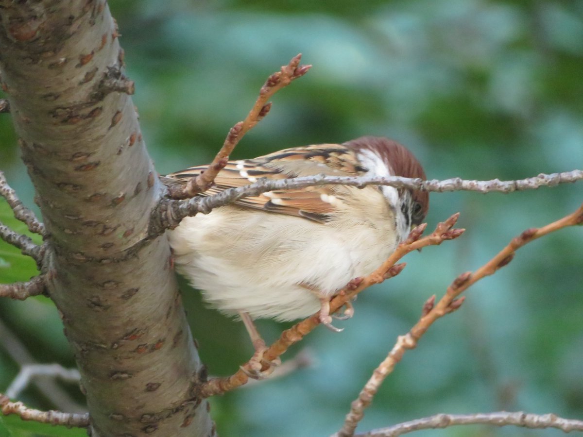 KawanokoI's tweet photo. ﾊﾞｯﾁﾘ🍑だけがｵｼﾘ🍑じゃない
何気ない瞬間のｵｼﾘの可愛さを(≧▽≦) https://t.co/YZV8A4I5XM