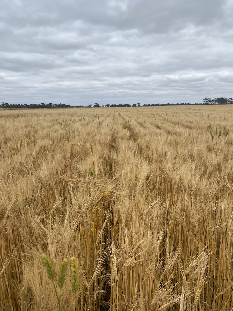 Perfect example of variation in crop competition between varieties. Spartacus &amp; Planet on Wheat stubble. Plenty of volunteers in Spartacus, hard to find any in the Planet <a href="/zordsinhorsh/">Nick Zordan</a>