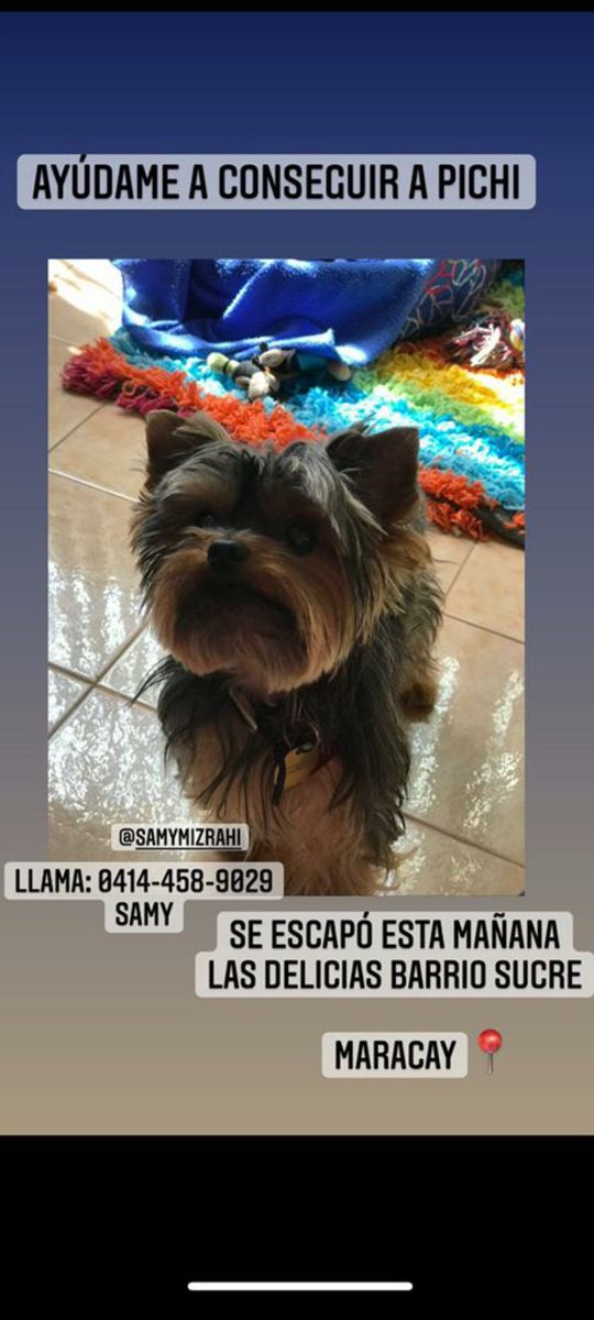 Corinaktak's tweet photo. Hola mis letras, aquí vengo a pedir un favor...este perrito se perdió hoy aquí en mcy... @churuguara @CarmenPecorelli @cjaimesb https://t.co/fKsARsHLFv