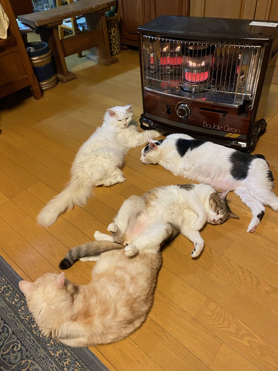 shechannyanko's tweet photo. Yep, officially Winter!! 冬の風物詩だにゃ
#猫のいる暮らし #猫 #ねこすたぐらむ https://t.co/4s8yMCdrA0