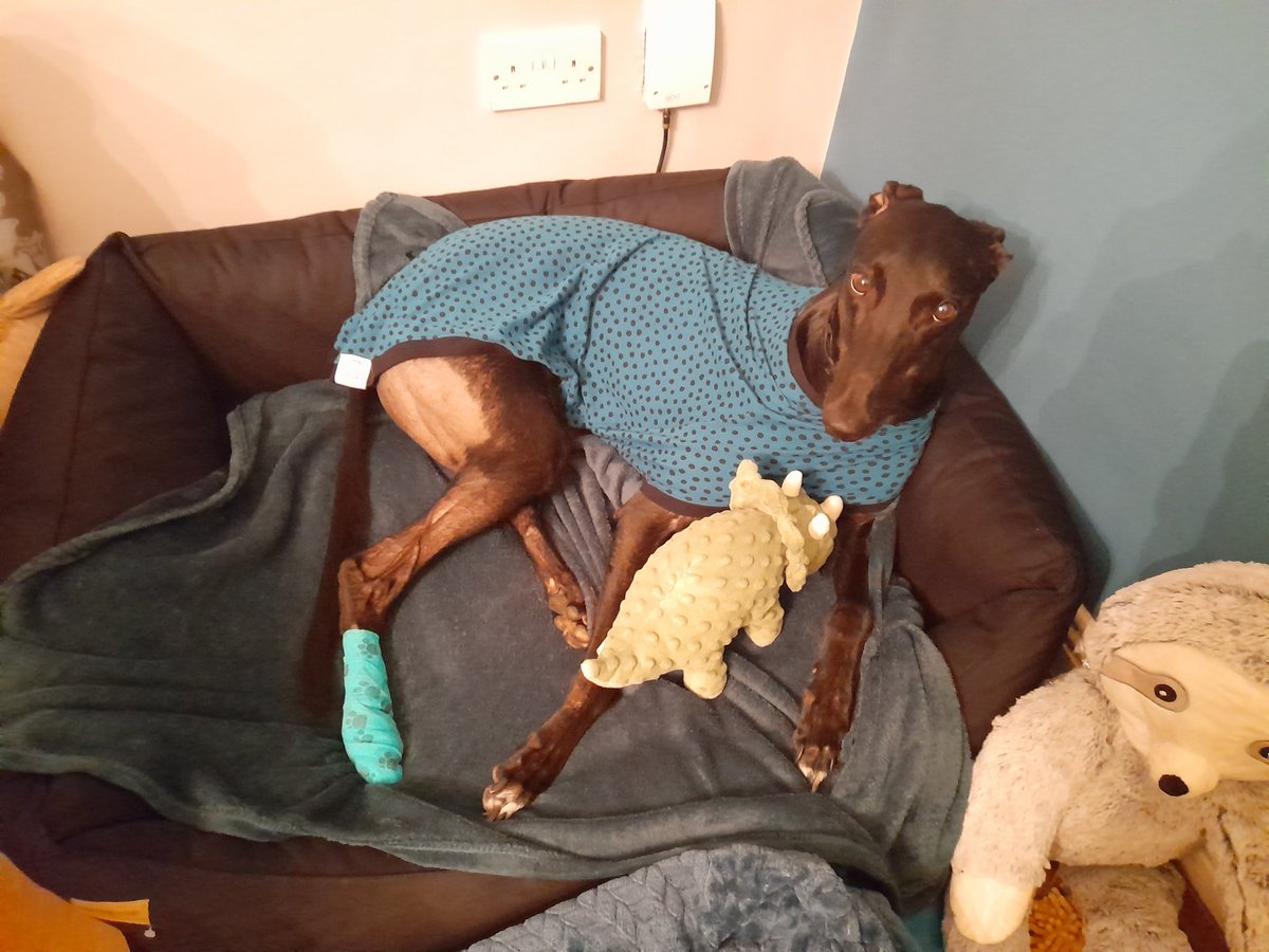 noelleharnett's tweet photo. Weeks on end avoiding broken glass around Newbridge's footpaths and it eventually happened, €100 later and a very sliced rear pawpad. Not good enough @KildareCoCo you need to get the street sweepers out to clean up the paths of broken glass and leaves!! @kfmradio. #poorbilly🐾 https://t.co/LPhRURnirP