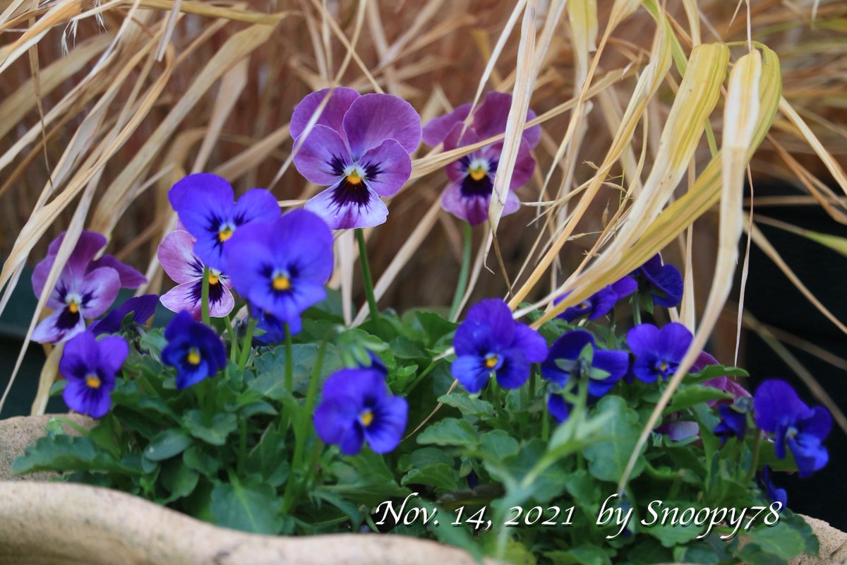 edelsnoopy's tweet photo. I replanted my #Yoseue from summer plants to winter ones. I planted #violas, #Calluna, which means heather, #Carex comans (‘Frosted Curls’ &‘Bronze Curls’) and so on. #gardening #寄せ植え #ビオラ #カルーナ #カレックス https://t.co/1n8k8qUHnN