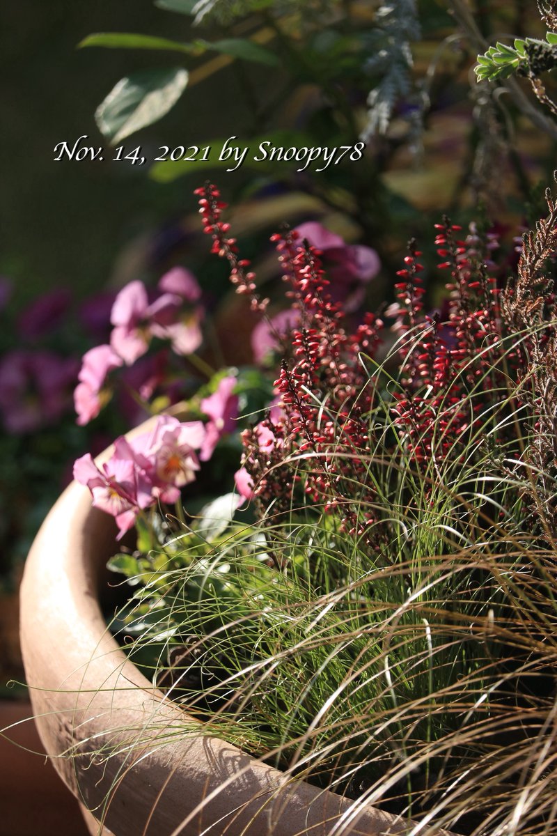 edelsnoopy's tweet photo. I replanted my #Yoseue from summer plants to winter ones. I planted #violas, #Calluna, which means heather, #Carex comans (‘Frosted Curls’ &‘Bronze Curls’) and so on. #gardening #寄せ植え #ビオラ #カルーナ #カレックス https://t.co/1n8k8qUHnN