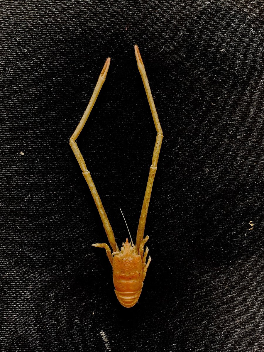 paularodflo's tweet photo. My plan for Monday night: looking at wonderful deep sea decapods recently collected. Love that some of them kept the colors #Munidopsis #Neolithodes #Chasmocarcinidae #Eumedonidae https://t.co/0rUDKmW1WE