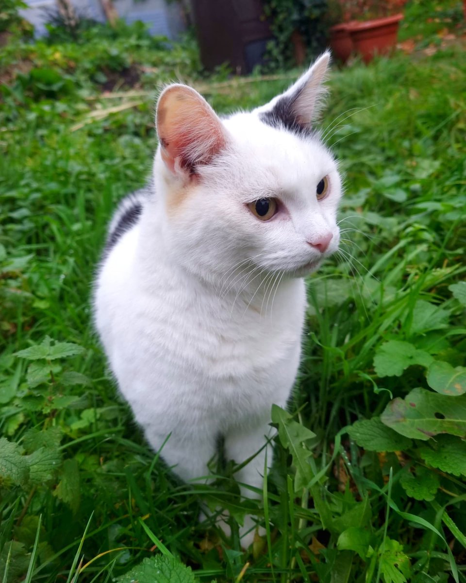 ScaredyCatCW's tweet photo. It was a dull grey Monday ... ☁️ ... +15 C ... Did a bit of bush and leaf #catadmin 🍃🍂🍂🍁🌲😺 ... #CatsOfTwitter #Scaredy #November2021 https://t.co/ET6Ir9Bcbj