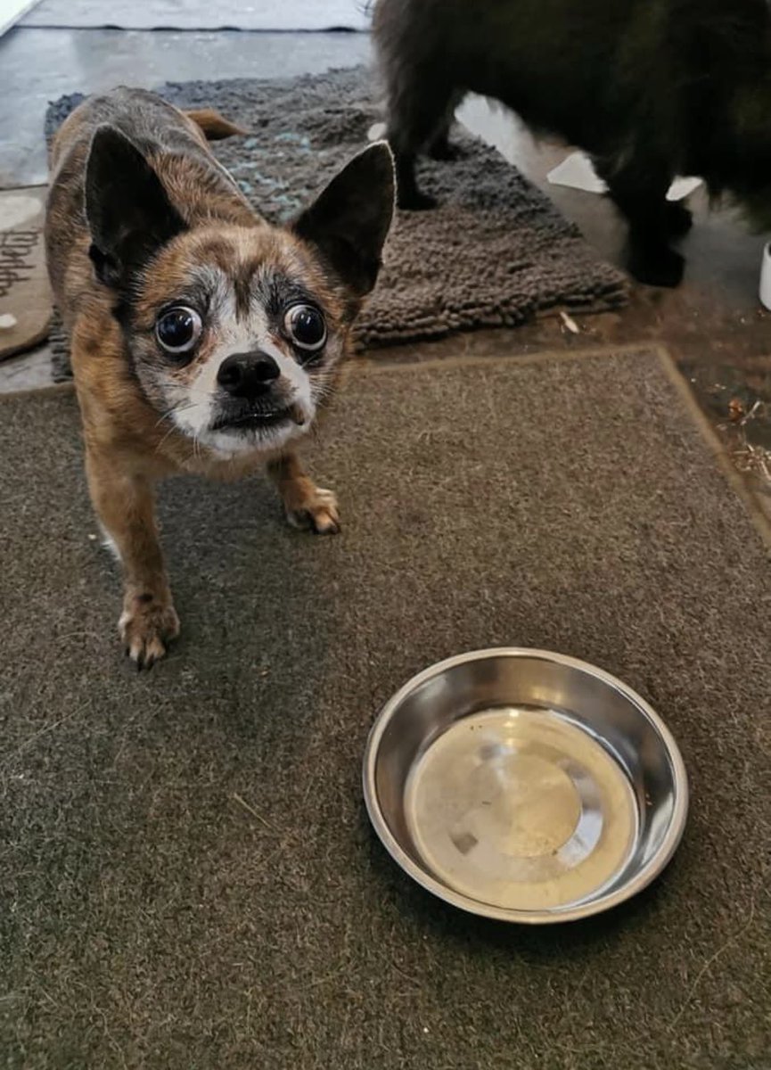dogfather's tweet photo. i just need everyone to appreciate these photos https://t.co/IByr2CHwYu