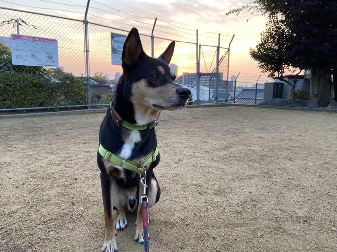 パウパトロールの犬種と声優についてまとめ うっしいブログ