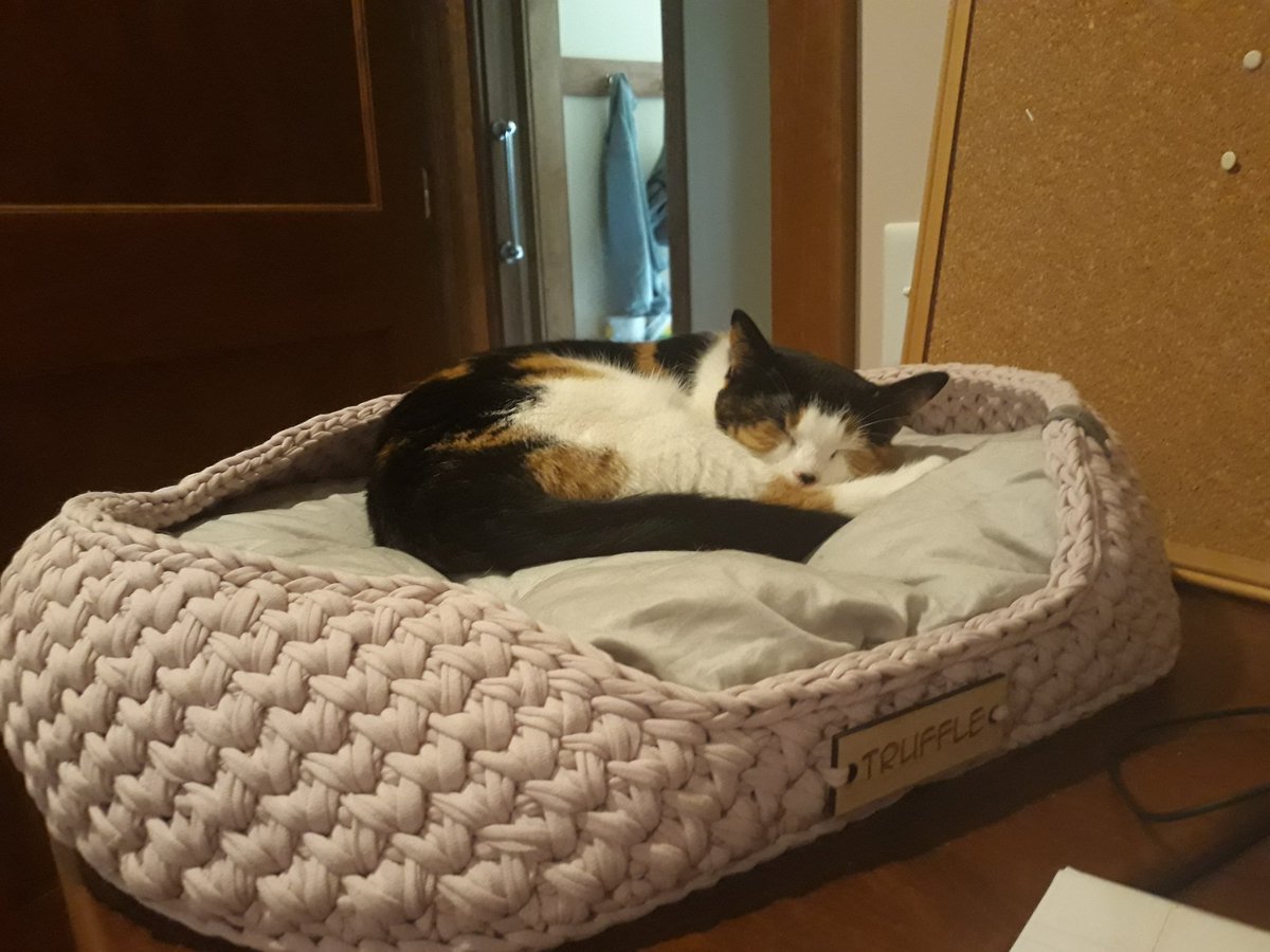 caviarupdates's tweet photo. Size comparison time! Here's how Truffy and Cavi look in the same cat bed: https://t.co/dOnDUNQzHm