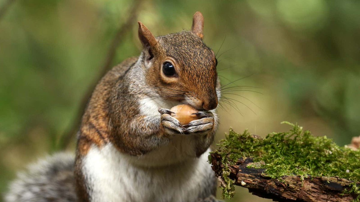TheOnion's tweet photo. Idiotic Squirrel With Acorn Runs Away From Man As If He Doesn’t Get To Eat All The Nuts He Wants https://t.co/9sqybycrEq https://t.co/VM8uNfV3tl