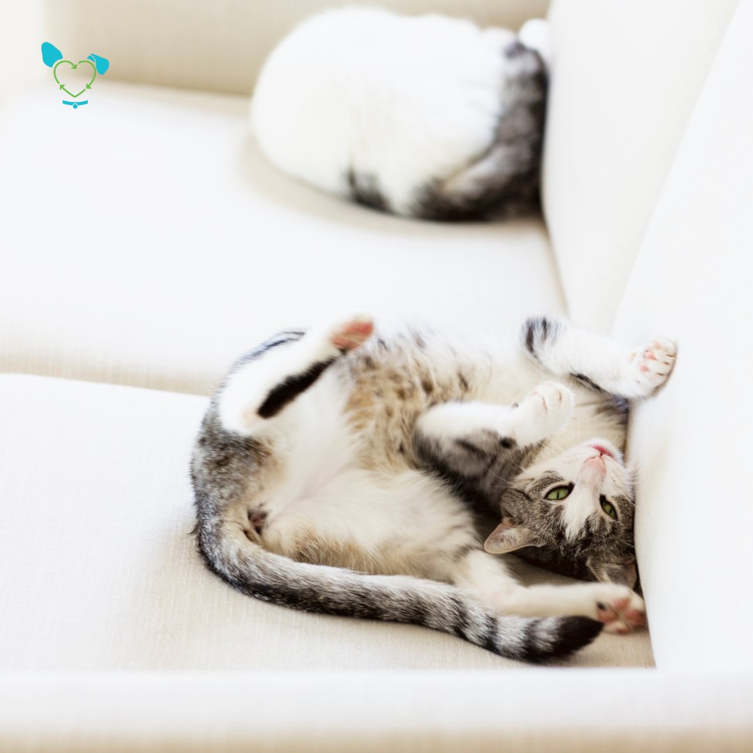 TheMicrobial's tweet photo. You might have noticed that cats are very flexible, much more than they appear they should be. This is because their collarbones don't connect to the rest of their bones because they're buried in their shoulder muscles. https://t.co/nNGrbTWDTB