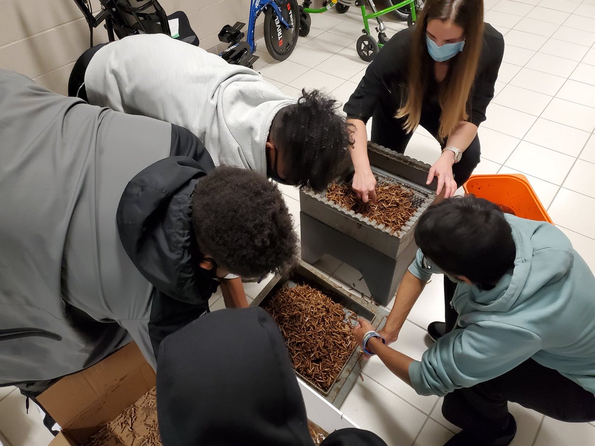 The Suzuki vermicompost colonies are amongst the lesser known victims of the pandemic.
So amazing to re-launch 6 of our bins today with DDR, English and RCR all working together.