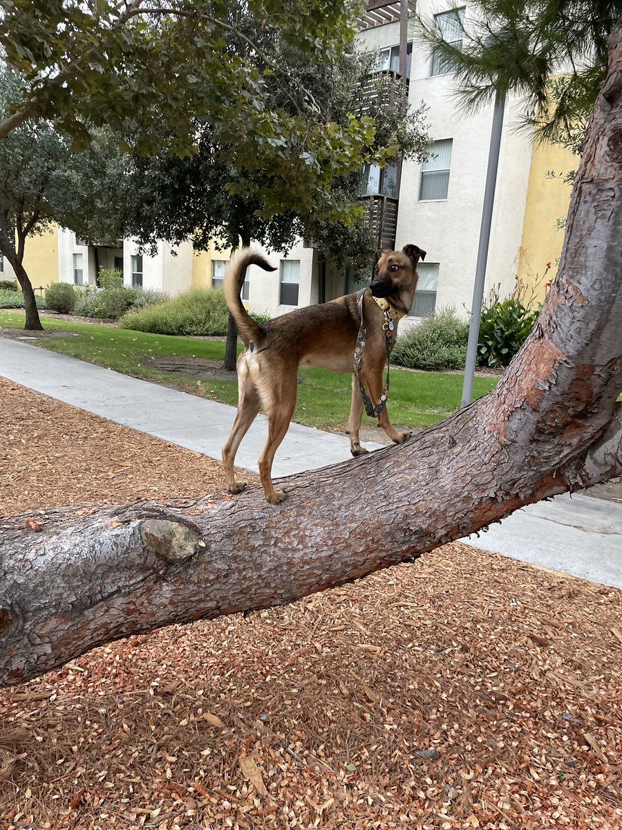 sisunshineboy's tweet photo. he lives at college with me and very enthusiastically attends my classes with me (and has bonded deeply with my poli sci professor) https://t.co/Iod7SnEoha
