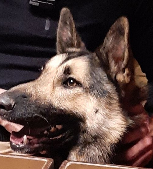 DelavegaPepita's tweet photo. SIGNALEMENT BERGER ALLEMAND🚨🚨
à FLEUREY-SUR-OUCHE DPT21
07/11/21
Secteur : Ferme du Leuzeu
Non tatoué. Ne porte pas de collier
Silhouette normale. Taille moyenne. Poils courts
Contact : 06 82 73 93 43 ou flore.68m@gmail.com
#signalement
#novembre2021
#DPT21 https://t.co/gfnCqKzrMk