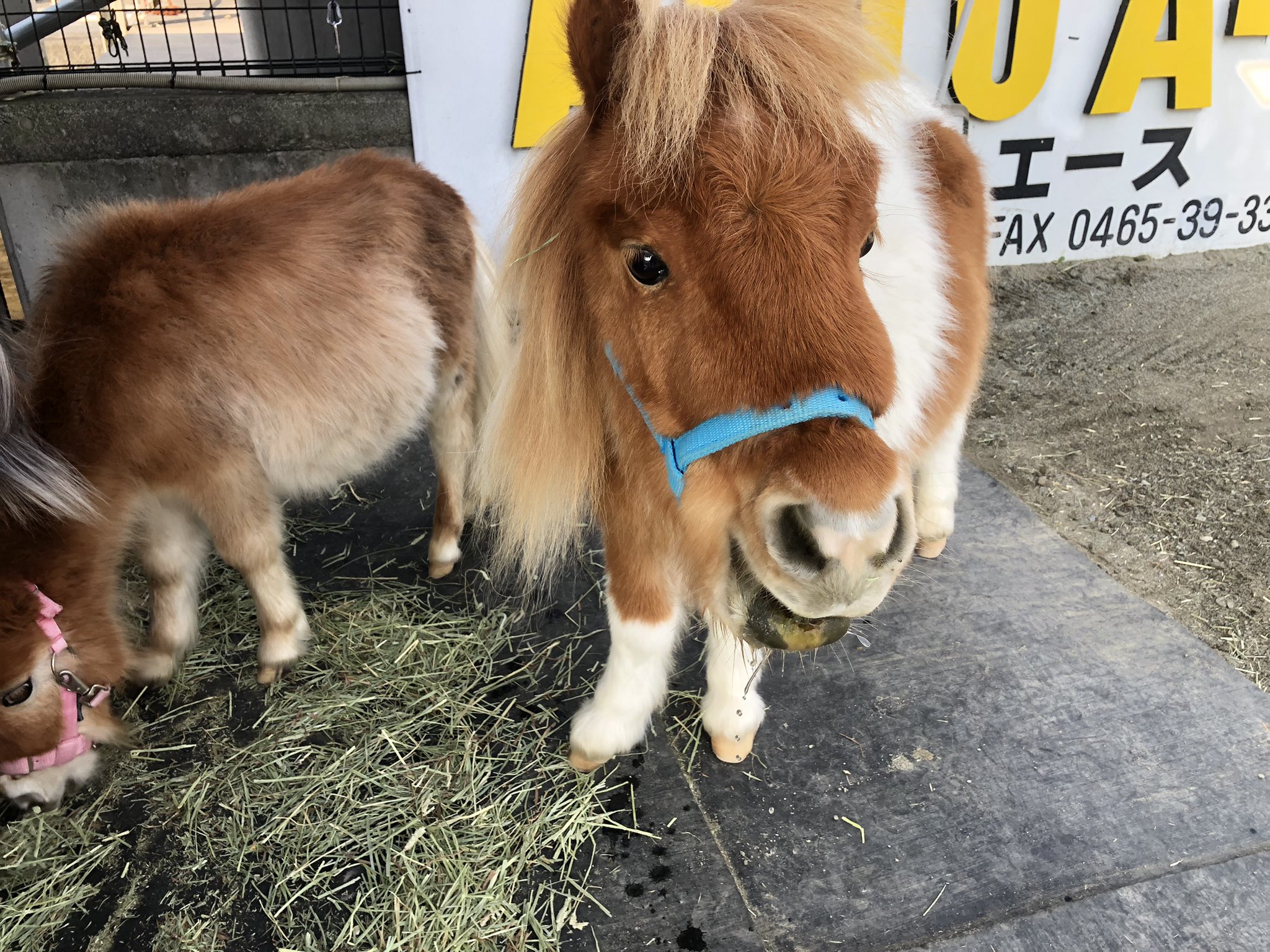 若者の大愛商品 渋谷陽 馬主なのにミニチュアホース飼う人 on X:  イラスト