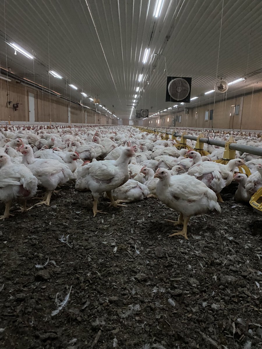 Rick Kootstra tweet media