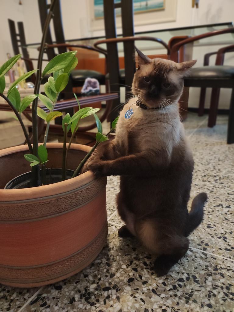 <a href="/ElGeorgeHarris/">George Harris</a> Es que los animales solo son amor y sinceridad. Sigue a mi @olaf_fig en Instagram. Es de Caracas y es mi gato hermoso. Famoso también! Saludos.