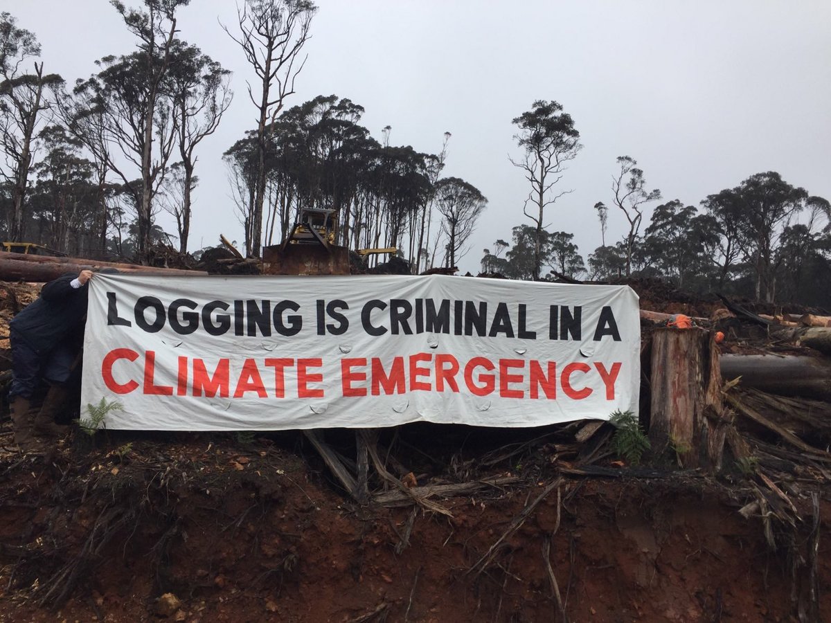 BREAKING Kookaburras bear witness & community document destruction of another forest stand at #Toolangi. VicDeForests has now logged 7 stands in one close area, where #GreaterGliders were detected- proven Greater Glider habitat. FIVE further adjacent areas on #logging schedule!