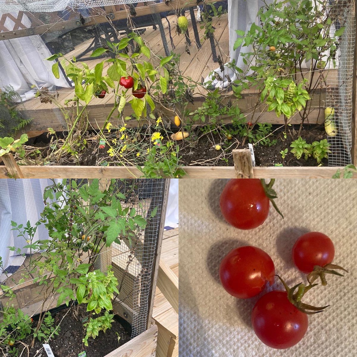 mllugie's tweet image. Mrs. Morris’s STEM students continue to tend to their plants in the greenhouse by designing a variety of trellises. They started their horticulture experience in STEM last year. Students took their greenhouse progress home over the summer. @Macopin_AP @WMScienceIA