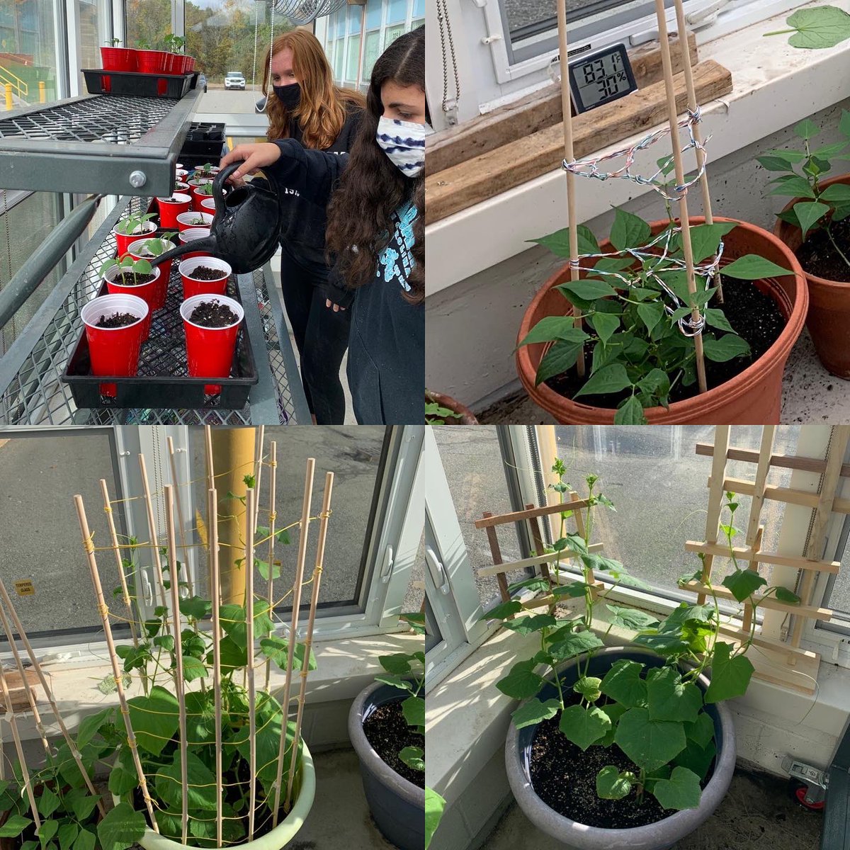 mllugie's tweet image. Mrs. Morris’s STEM students continue to tend to their plants in the greenhouse by designing a variety of trellises. They started their horticulture experience in STEM last year. Students took their greenhouse progress home over the summer. @Macopin_AP @WMScienceIA