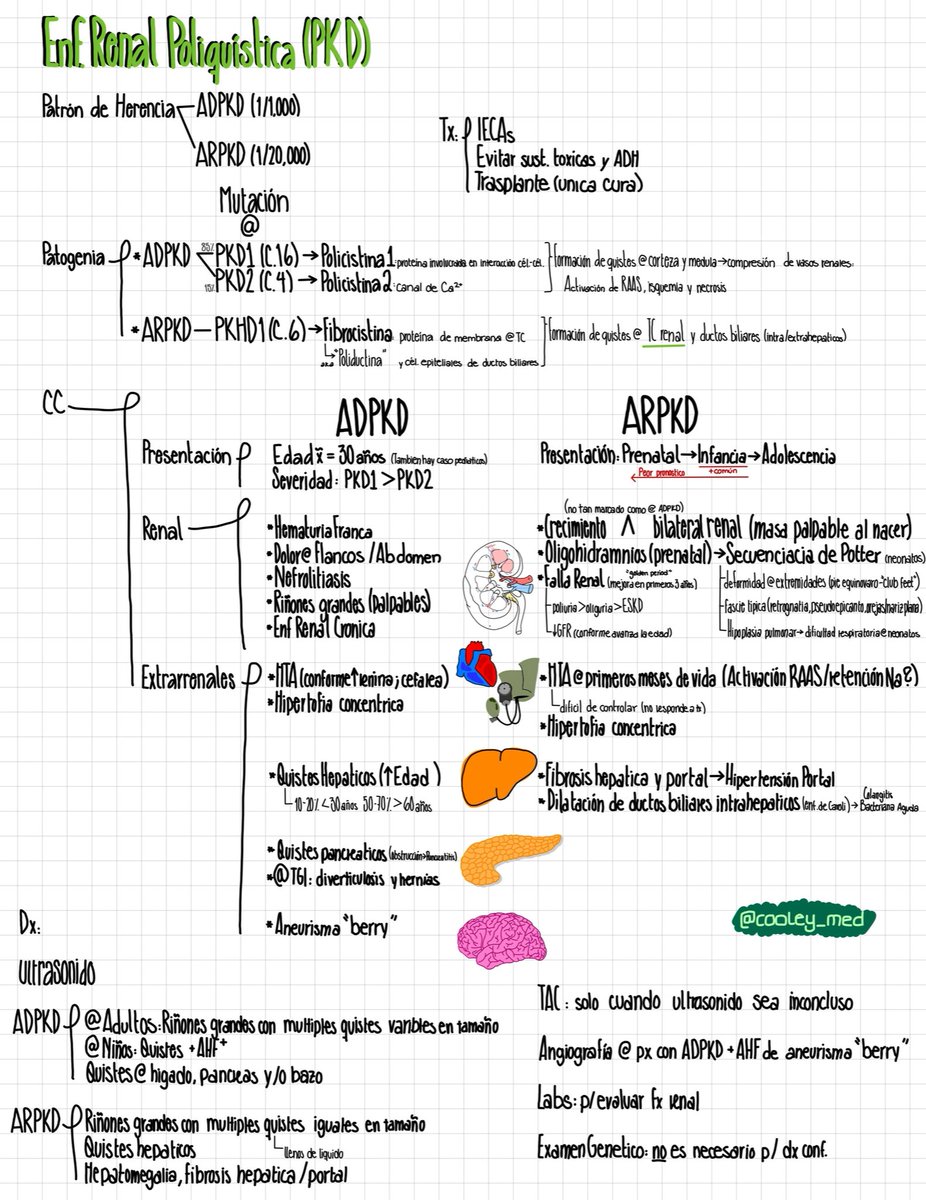 Cooley_Med's tweet photo. ADPKD vs ARPKD
#PKD https://t.co/3xI7usJK48