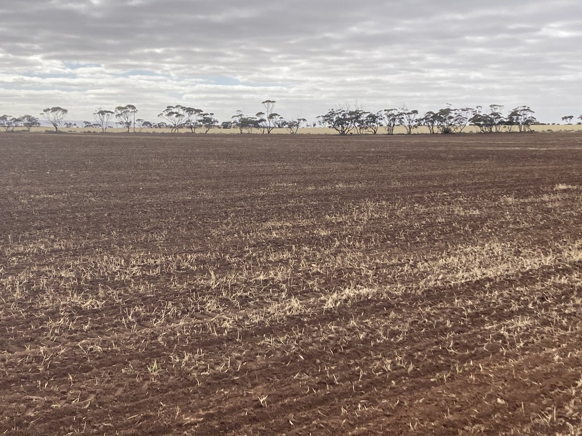 After having more rain over the last weekend than the entire August, September and October, decided to give the summer cropping a go