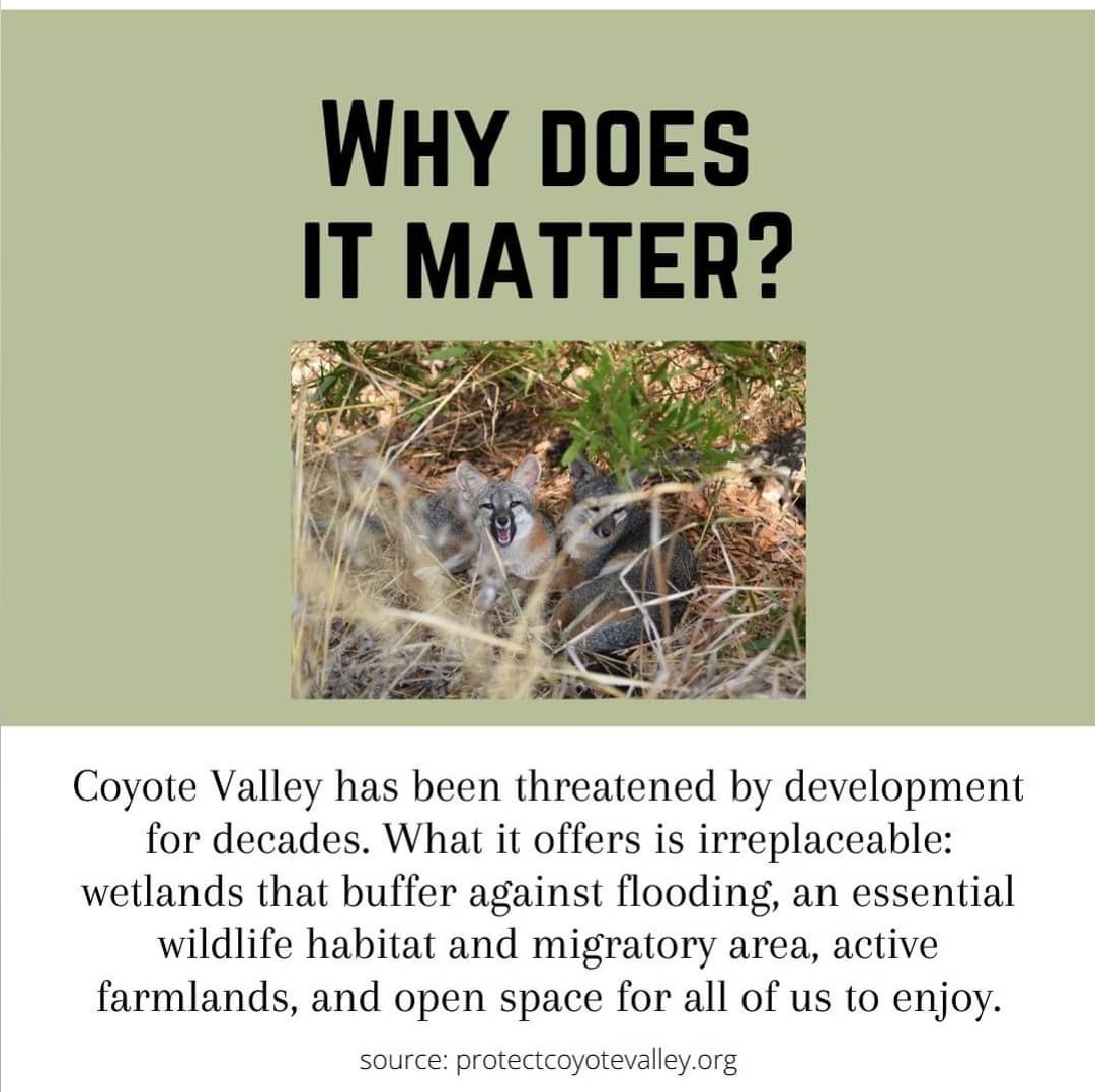 MHProtestGroup's tweet image. Protect the land and animals who inhabit Coyote Valley! Please email San Jose City Council and demand they preserve Coyote Valley as zoning for open space. Go to protectcoyotevalley.org/amazon-style-w… for more information and for an email template!