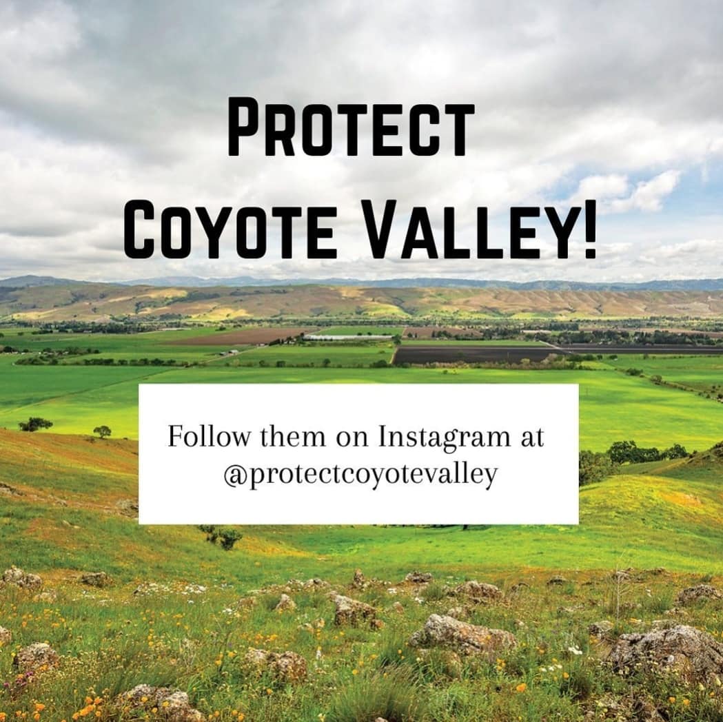 MHProtestGroup's tweet image. Protect the land and animals who inhabit Coyote Valley! Please email San Jose City Council and demand they preserve Coyote Valley as zoning for open space. Go to protectcoyotevalley.org/amazon-style-w… for more information and for an email template!