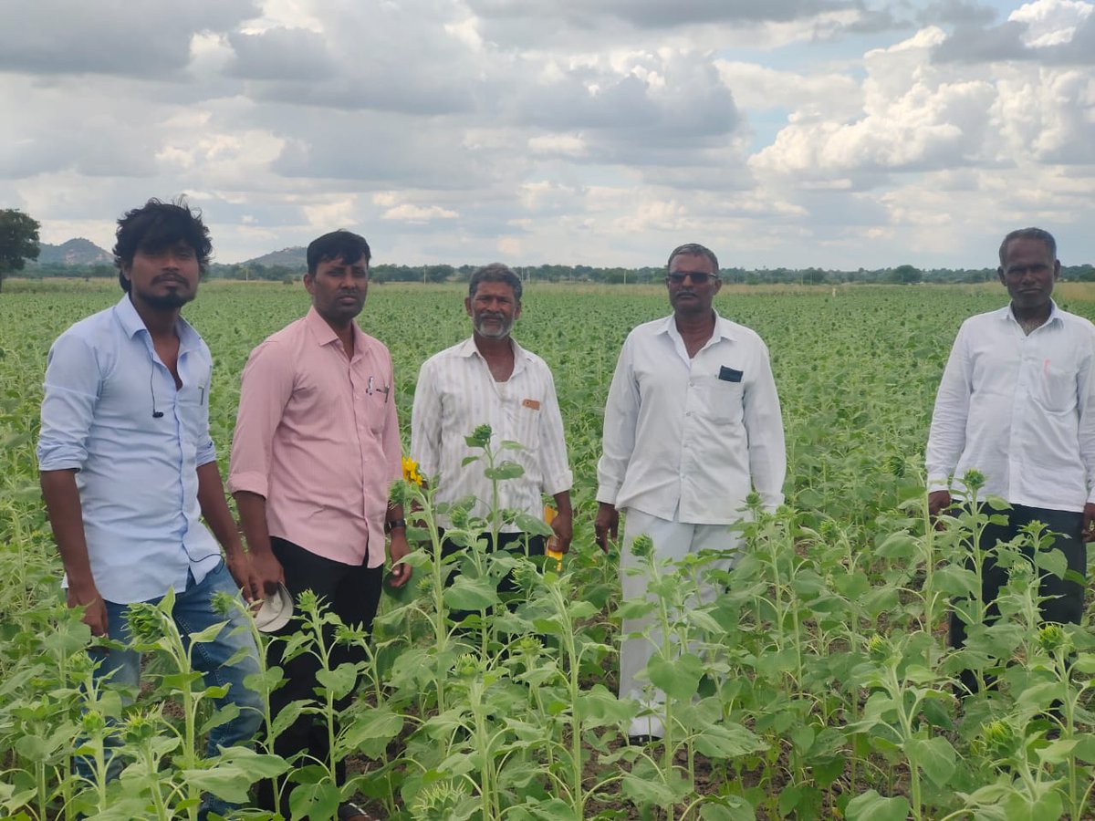 AODhanwada's tweet photo. యాసంగిలో వరికి ప్రత్యామ్నయంగా ఆరుతడి పంటల సాగు ప్రొద్దుతిరుగుడు 60 ఎకరాలలో జొన్న 100 ఎకరాలలో సాగు చేసిన  ధన్వాడ గ్రామ రైతులు,ధన్వాడ మండలం ,నారాయణపేట జిల్లా. https://t.co/tYHl8t3nrt