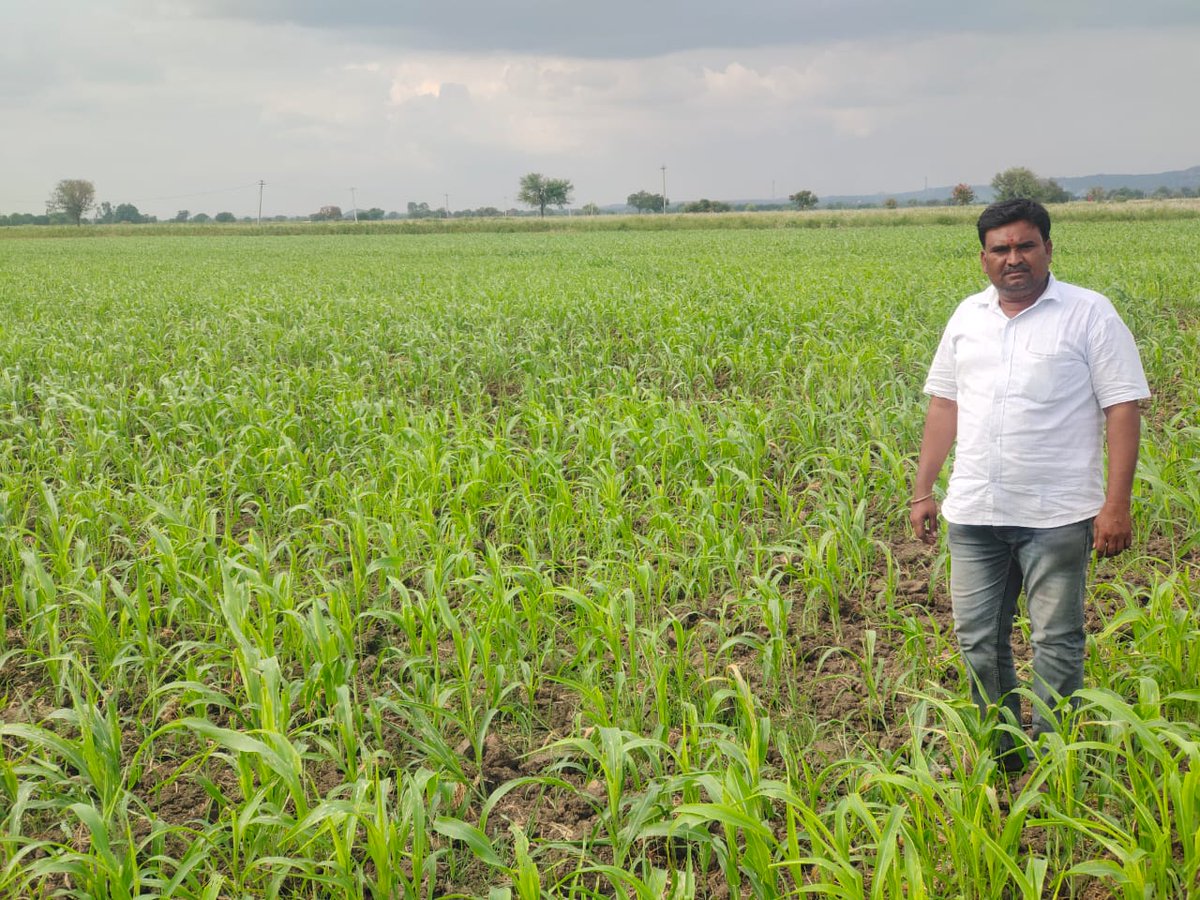 AODhanwada's tweet photo. యాసంగిలో వరికి ప్రత్యామ్నయంగా ఆరుతడి పంటల సాగు ప్రొద్దుతిరుగుడు 60 ఎకరాలలో జొన్న 100 ఎకరాలలో సాగు చేసిన  ధన్వాడ గ్రామ రైతులు,ధన్వాడ మండలం ,నారాయణపేట జిల్లా. https://t.co/tYHl8t3nrt