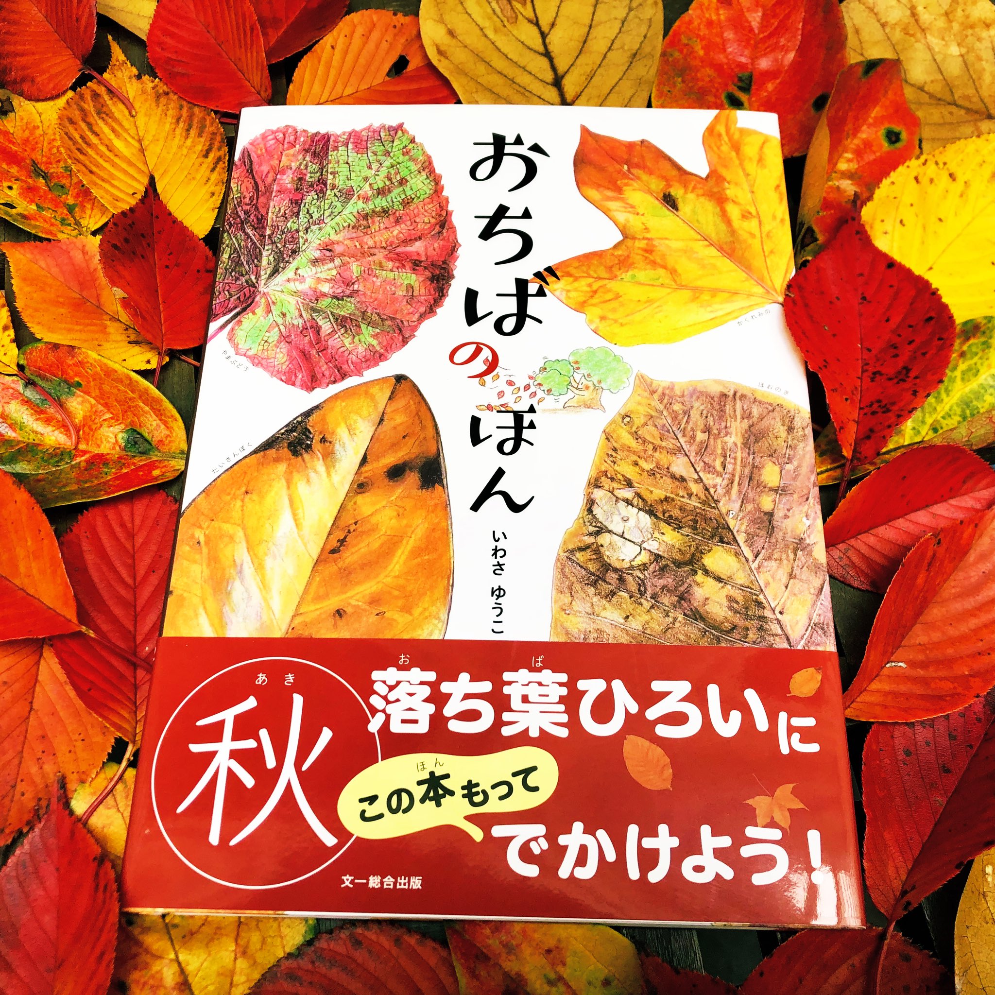 文一総合出版 公式 つ 4月は新刊 東京都大田区のお茶が飲める絵本のお店 絵本屋teal Green In Seed Villageさんに 新刊 おちばのほん をご入荷 ご紹介いただきました 落ち葉 色鮮やかですてきですね 薄茶色の葉っぱ