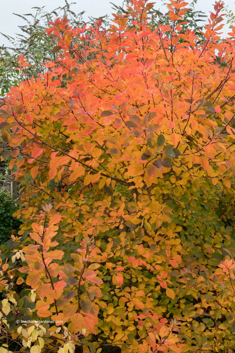 The cotinus is finally turning colour - it was worth the wait.
#gardening #autumncolour