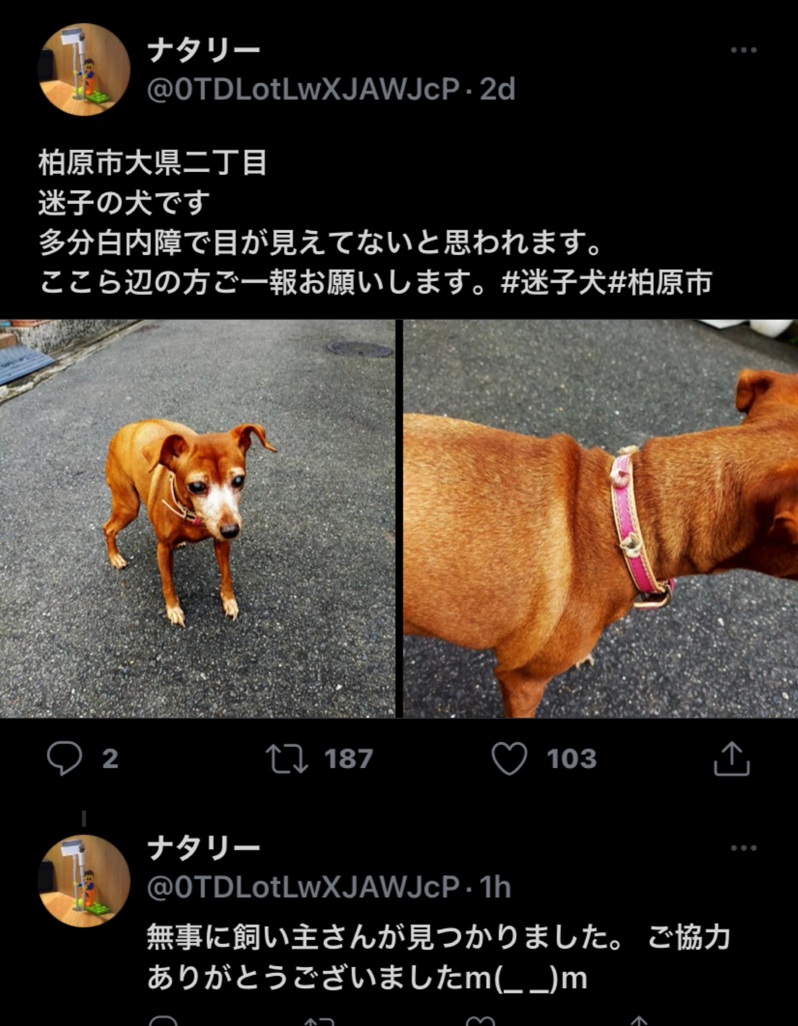 ナタリー 柏原市大県二丁目 迷子の犬です 多分白内障で目が見えてないと思われます ここら辺の方ご一報お願いします 迷子犬 柏原市 T Co Rvcqnuch5u Twitter