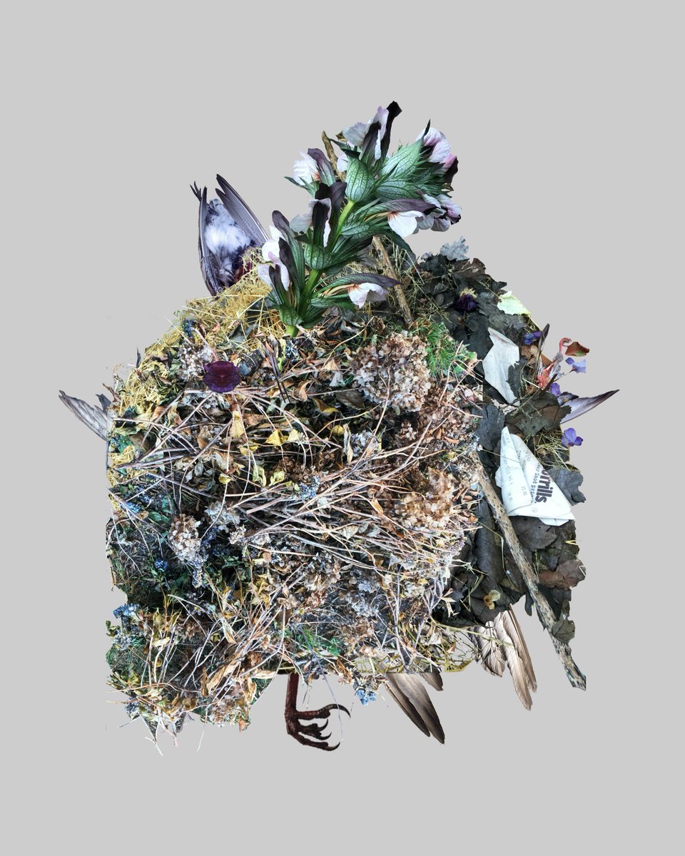 KateMacDonald's tweet photo. Debris #2 sprung from an acanthus that bloomed from a discarded pile of garden sweepings. I love its muted palette and quiet grace, and how it speaks to the decisions we make about what we throw away and what we choose to save 🖤 @opensea link below https://t.co/TUmBcWmflN