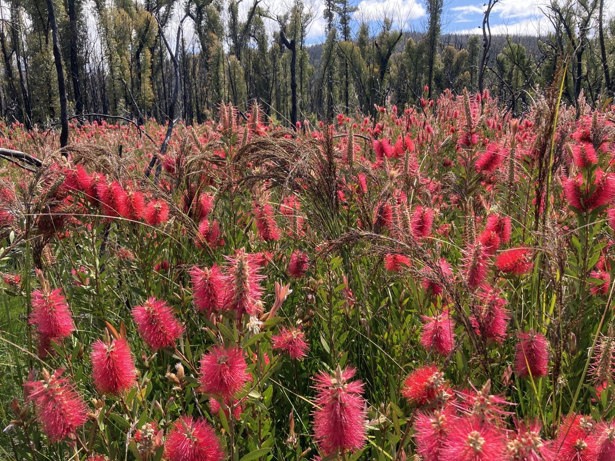 Some spectacular and very encouraging #bushfirerecovery in the foothills of Mount Imlay NSW south coast. I’ve never seen so many Callistemon citrinus in flower at one spot! #ozplants #plantbank #myrtaceae
