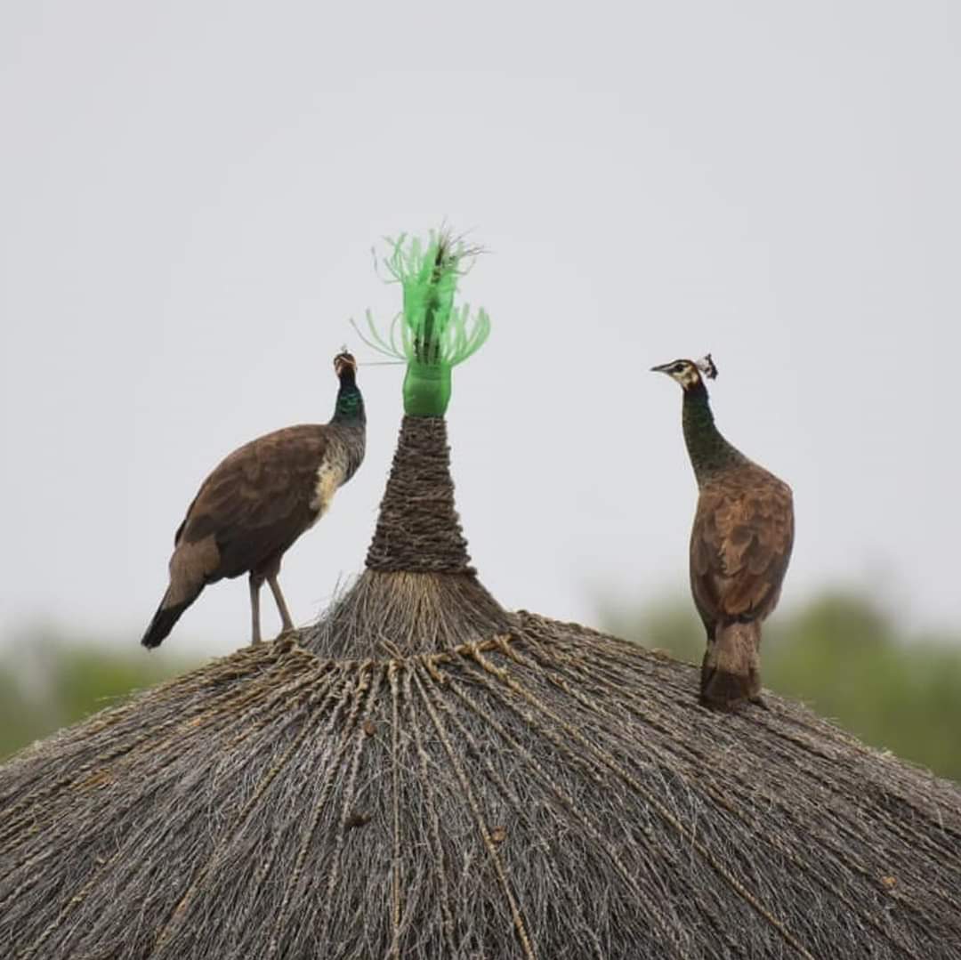 #NaturalBeauty  of #Peacock 🦚 #Nangerparkar  #Tharparkar #Sindh 🇵🇰 #Pakistan.
<a href="/Jaipirkash293/">Jai pirkash Bharwani Bheel</a>  #NaturePhotography 
#photography
