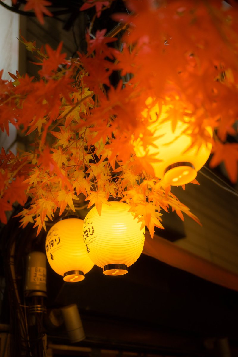 tokyovisite's tweet photo. L’automne à Tokyo bien résumé ici entre le rouge des érables, les bols de nouilles pour se réchauffer et les petits passages éclairés aux lanternes car il fait nuit tôt https://t.co/fsLwwJzGRz
