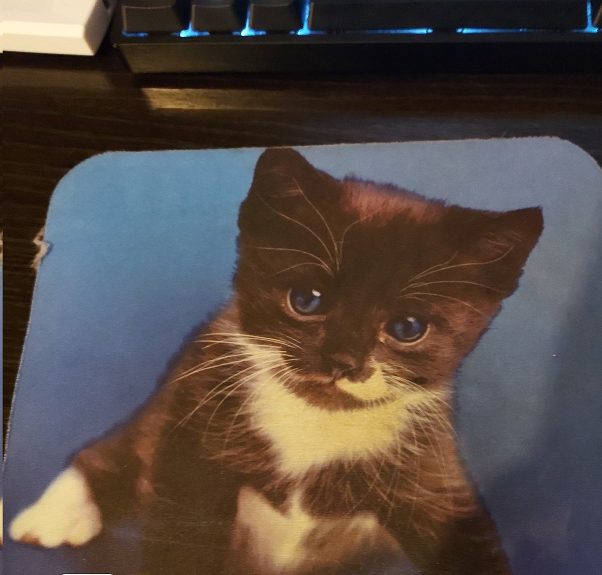 nartballs's tweet photo. Spit on a cat mouse pad in my trashcan https://t.co/plEYJLHUXs