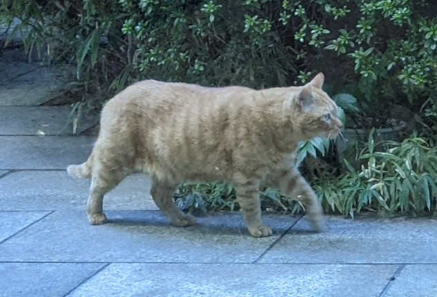 basho_museum's tweet photo. こんな猫ちゃんもお庭に遊びにきました(^-^)
#松尾芭蕉 #俳句 #深川 #隅田川 #森下 #清澄白河 #庭 #猫 #芭蕉記念館 #matsuobasho #haiku #bashomuseum https://t.co/SeUmK0cyeN