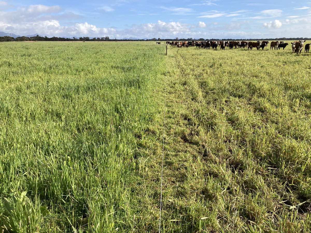 Another mild spring in western vic, this philaris, strawb clover, chicory mix performing well on heavy black country.  Perfect recovery/joining paddock for these first calvers. 7 day graze, 35 day rest