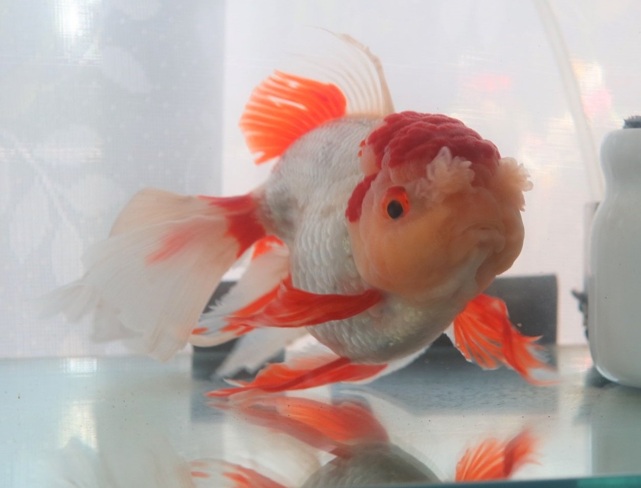 こう きらきら金魚 Kirarinkou Twitter