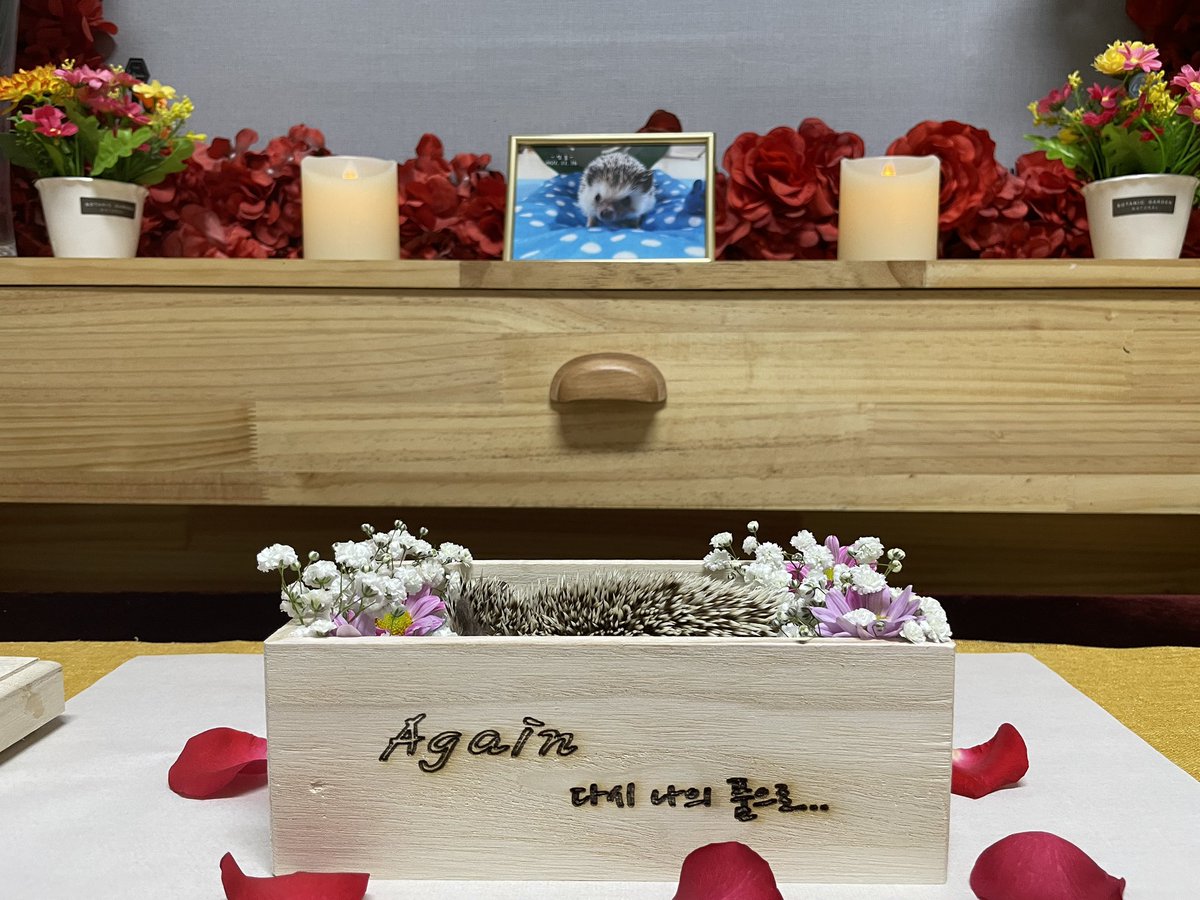 Zamsonghog's tweet photo. 잠송아 이제 못 탔던 쳇바퀴 타면서 푹 쉬어 사랑해 https://t.co/YIRS0vBcUz