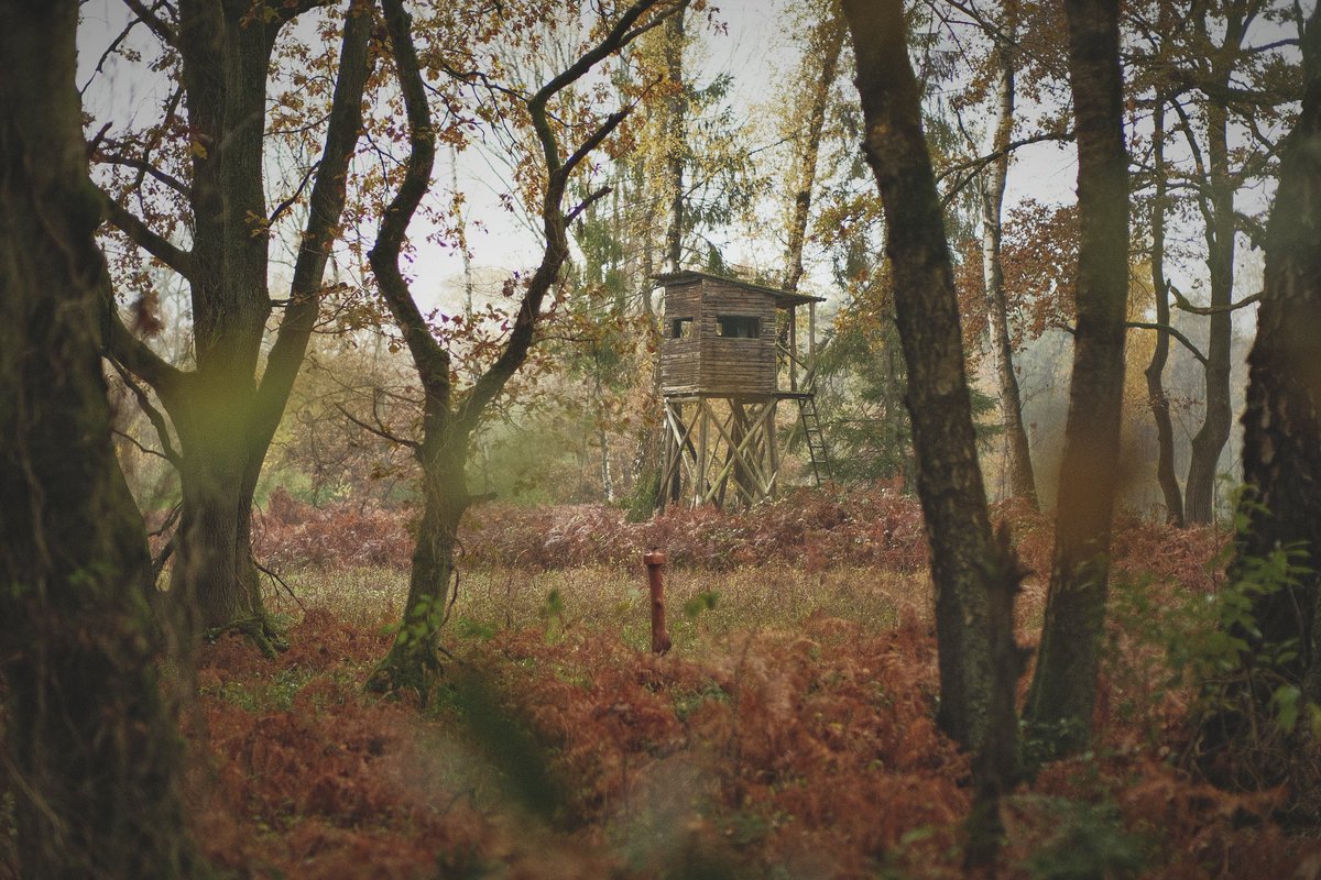 hikdography's tweet photo. Ein Spaziergang am Wochenende im Birgeler Urwald im Regen...

Schöne herbstliche Stimmung, tolle Wege und ein bisschen abschalten tat einfach Mal gut...

#birgelerurwald #spaziergang #fujifilmxt4 #kreisheinsberg https://t.co/k84pIfRm0n
