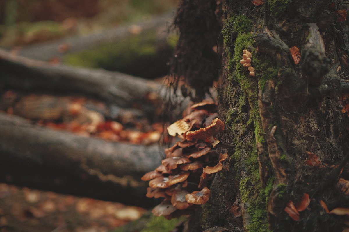 hikdography's tweet photo. Ein Spaziergang am Wochenende im Birgeler Urwald im Regen...

Schöne herbstliche Stimmung, tolle Wege und ein bisschen abschalten tat einfach Mal gut...

#birgelerurwald #spaziergang #fujifilmxt4 #kreisheinsberg https://t.co/k84pIfRm0n
