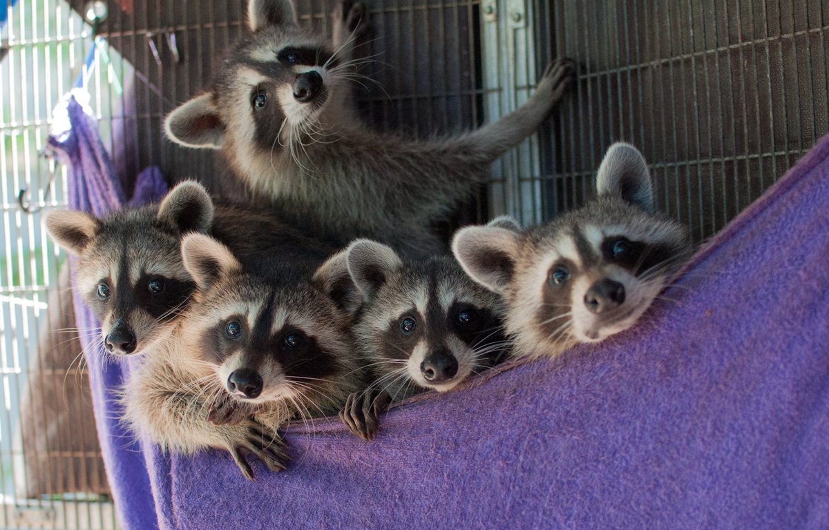 raccoonhourly's tweet image. 