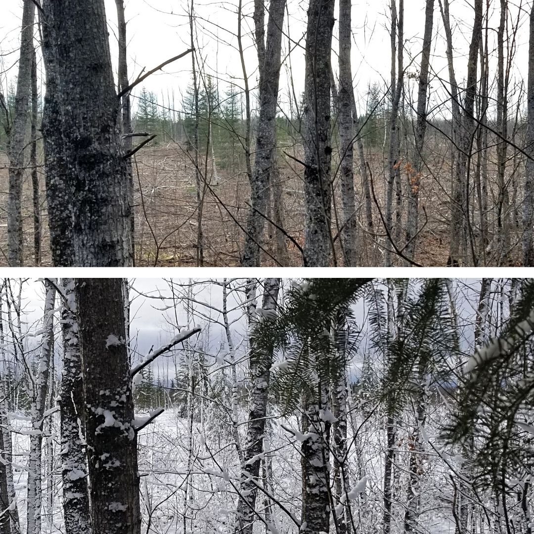 My Deer Stand, Seven Days Apart

What a difference one week makes! As the saying goes, 