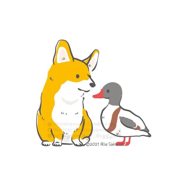 コーギーと色とりどりのカモたち
#いい色の日 